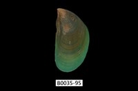 藏品(綠殼菜蛤)的圖片